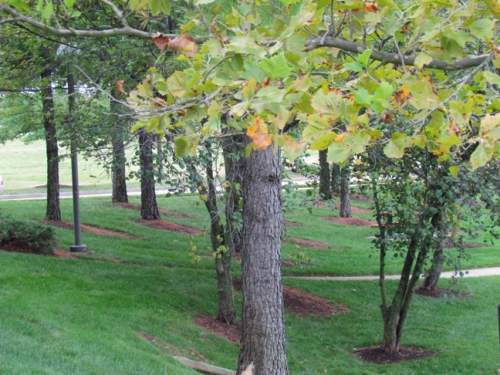 trees in a park